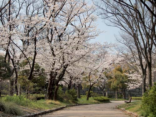 大阪城 京橋口から極楽橋にかけての森