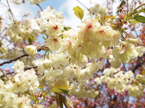 造幣局 桜