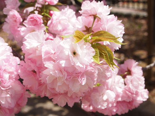 造幣局 桜