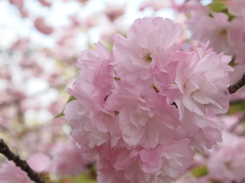 造幣局　桜