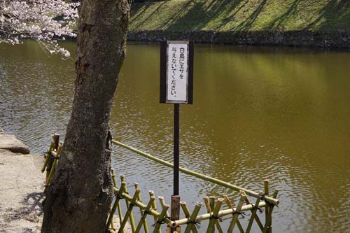 白鳥には餌を与えないで下さい