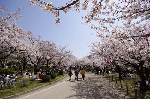 彦根城の桜