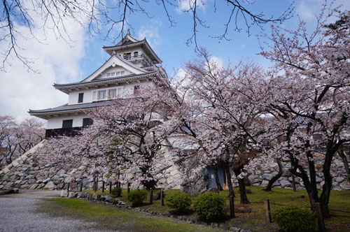 豊公園の桜