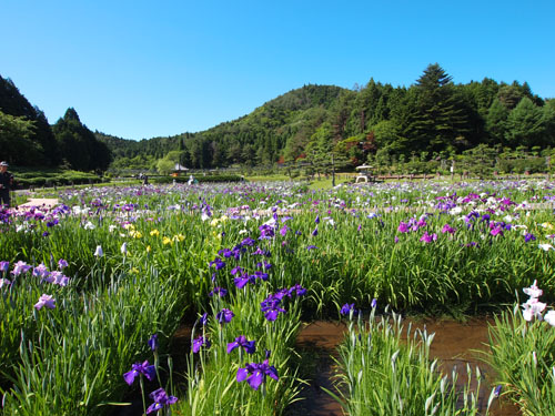 永澤寺　花しょうぶ園　遠景