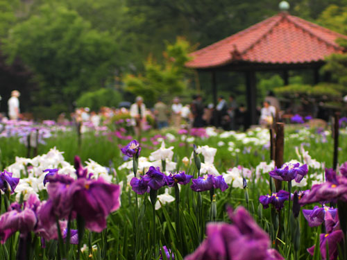 城北公園 菖蒲園