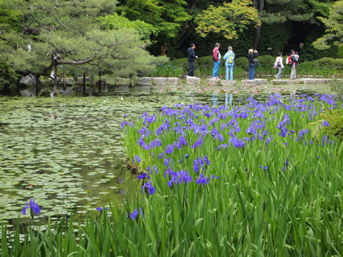 平安神宮の杜若　遠景