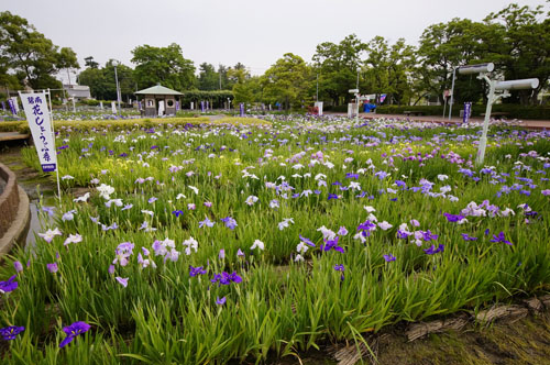 油ヶ淵 遊園地 花菖蒲園