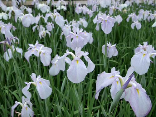 万博記念公園　花菖蒲田