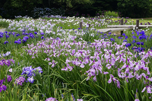 はままつフラワーパーク 花菖蒲園