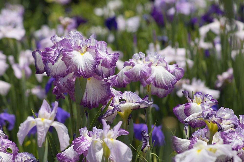 永澤寺の花しょうぶ