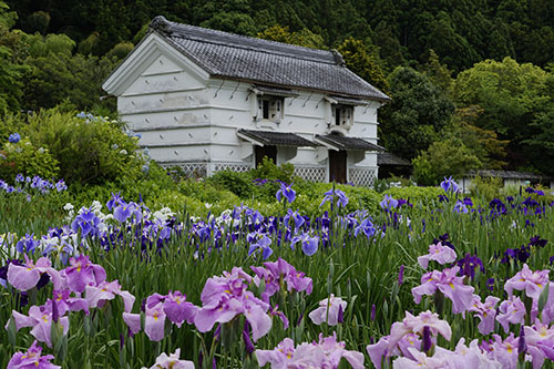 城北公園 菖蒲園