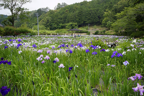 小國神社 一宮花菖蒲園