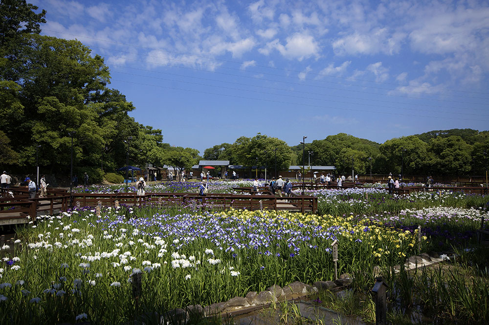 山田池公園 花菖蒲園