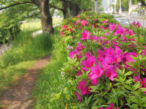 高野川　川端通