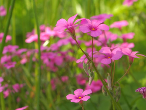 高の側の花