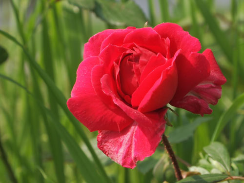 高野川の花