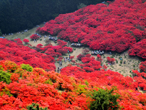 葛城山の躑躅