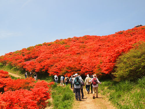 葛城山の躑躅　ハイカー