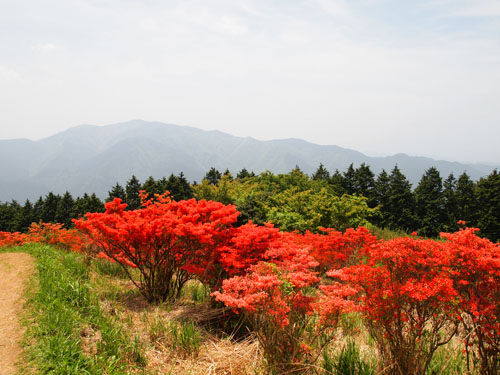 葛城山の躑躅　金剛山を遠望