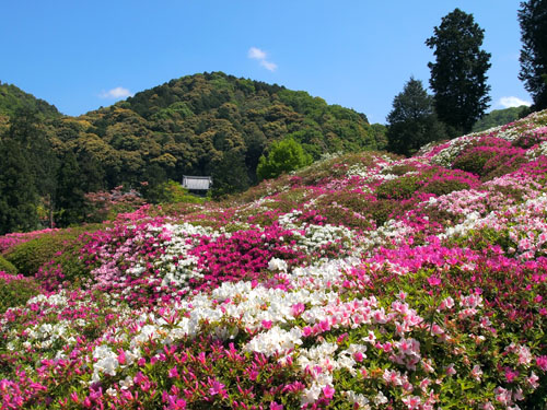 三室戸寺の躑躅