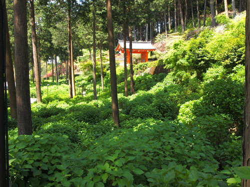 三室戸寺　紫陽花