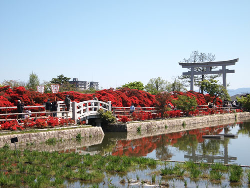 長岡天神の霧島躑躅