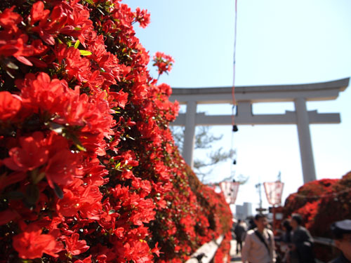 長岡天神 ツツジ