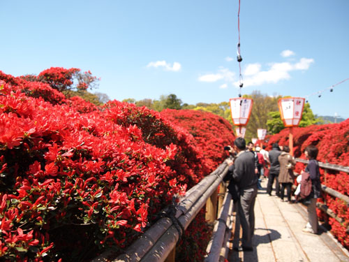 長岡天神 ツツジ　中央通路