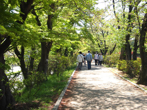 長岡天神　桜並木