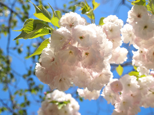 長岡天満宮　八重桜