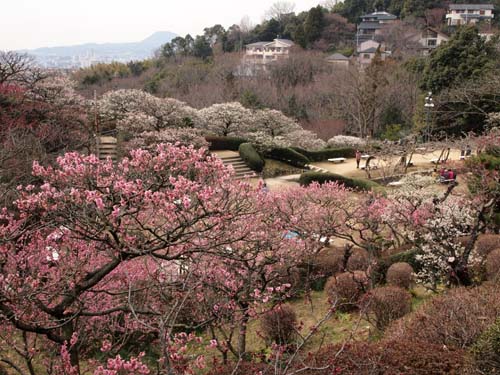 大阪城の梅林