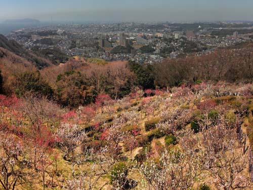 須磨山上の梅林