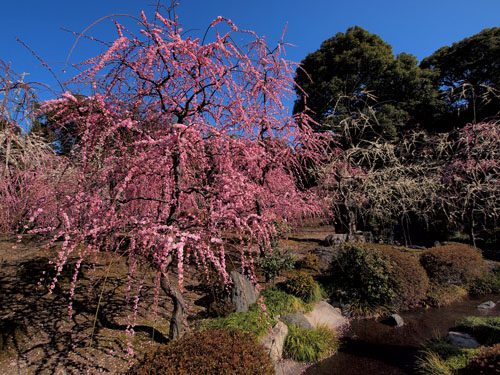 北野天満宮 梅苑