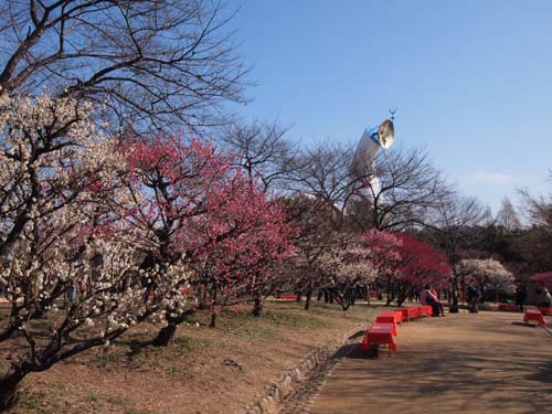 万博記念公園の梅林