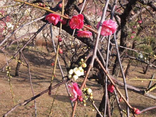 紅い花と白い花が咲いた枝垂れ梅