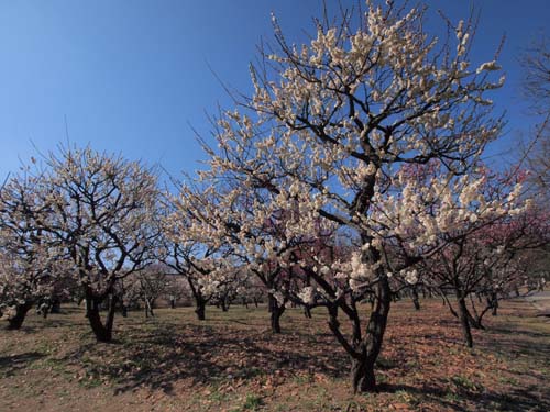 万博公園の白梅