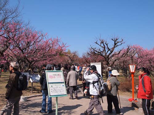 万博公園　梅林　12時前の様子