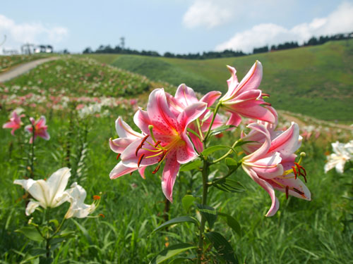 箱館山のユリ