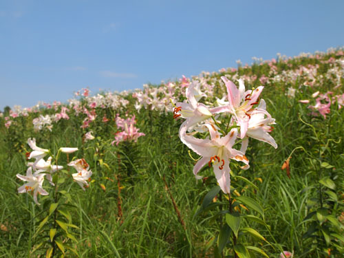 函館山 斜面を覆うユリ