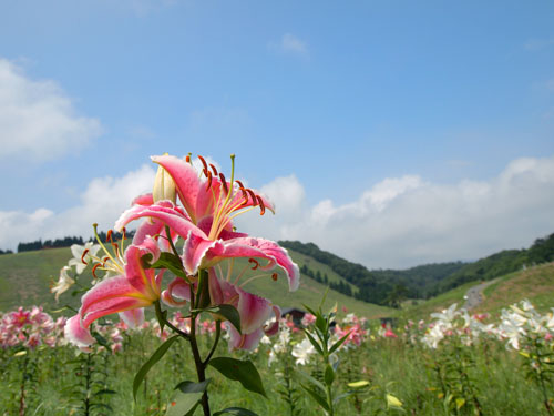 函館山のユリ