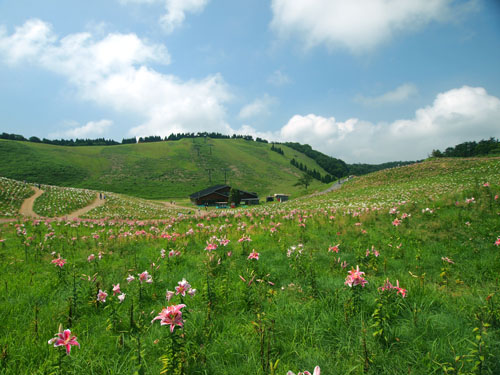 函館山のユリ 遠景