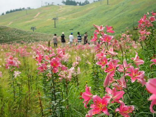 函館山のユリ スキー場の斜面を望む