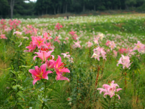 函館山 一面のユリ