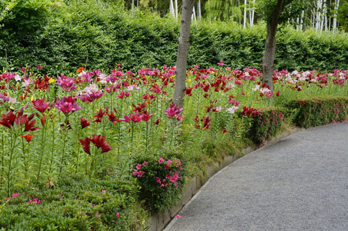 可睡ゆりの園　赤紫のユリ