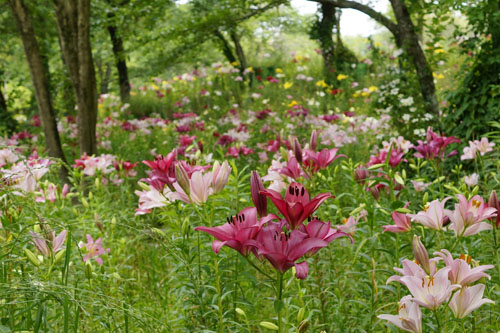 可睡ゆりの園 林間のユリ