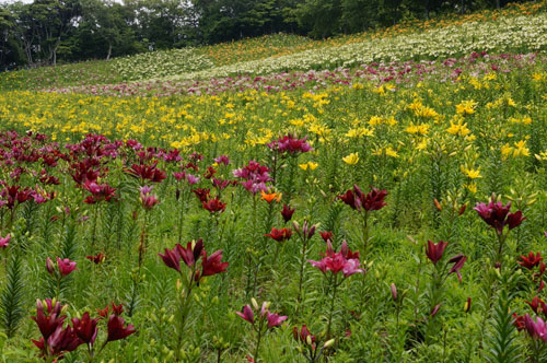 可睡ゆりの園 五色のユリ